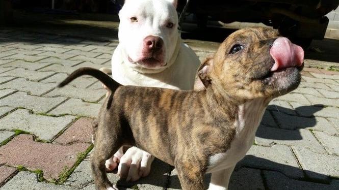 Shitet Pitbulli