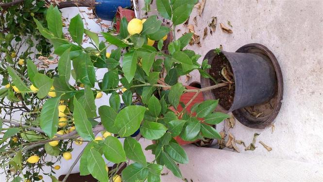Limon 