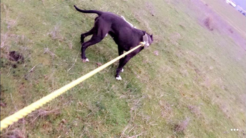 Pitbull