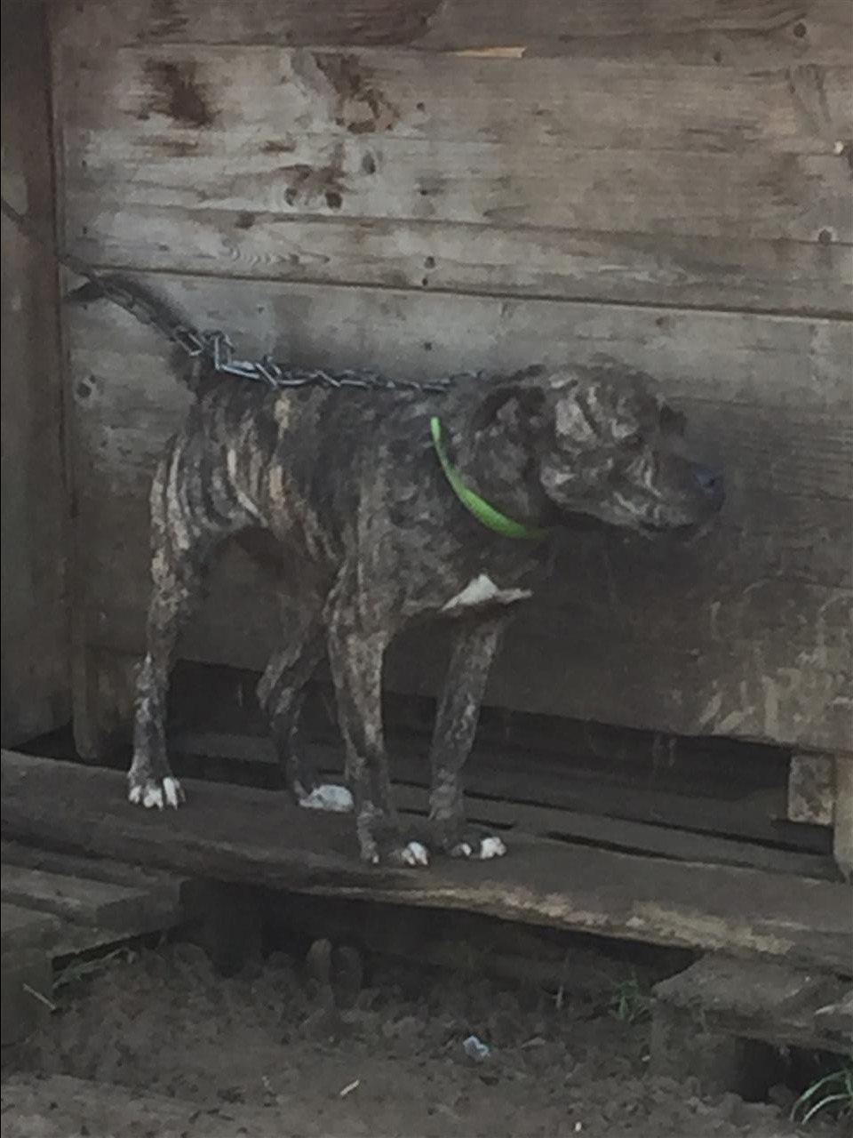 Pitbull
