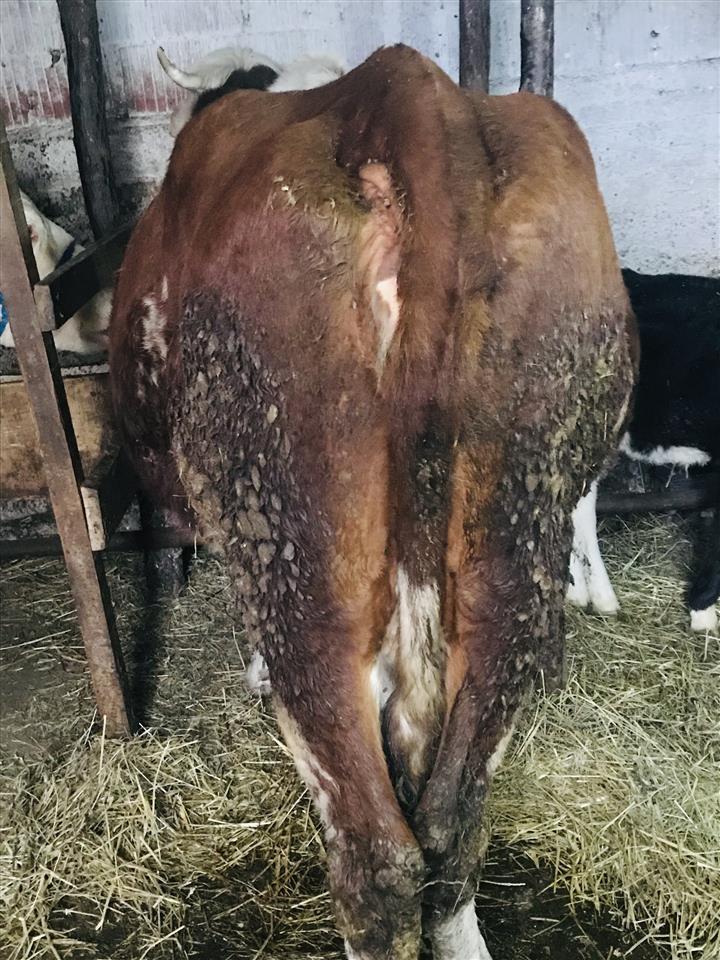 Shes-mshtjerr-bio-
