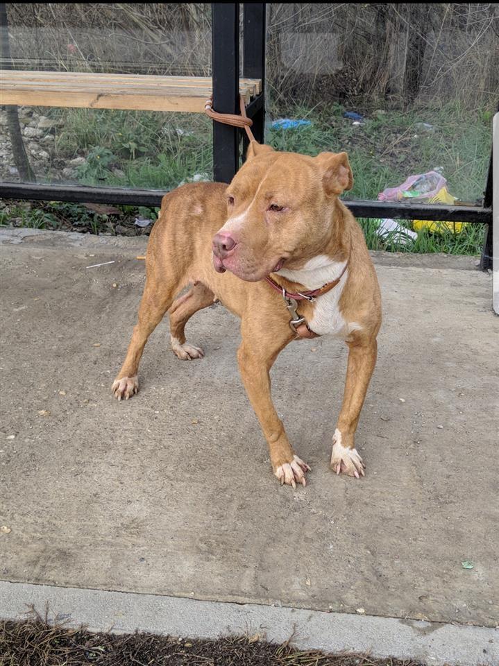 Pitbull