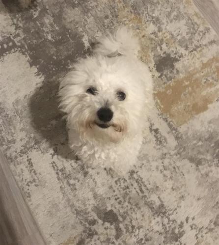 Bichon Freese