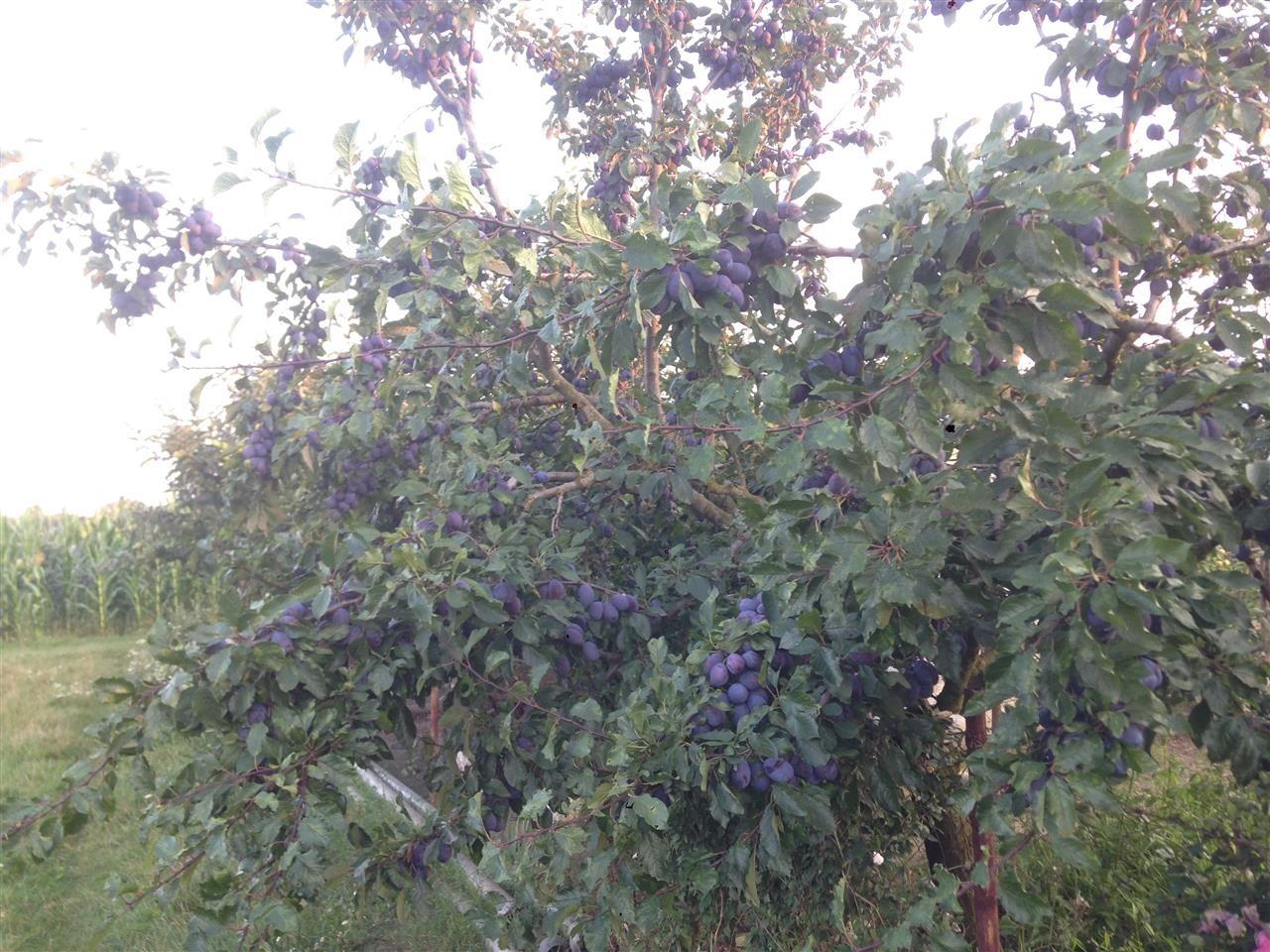 Kumbulla