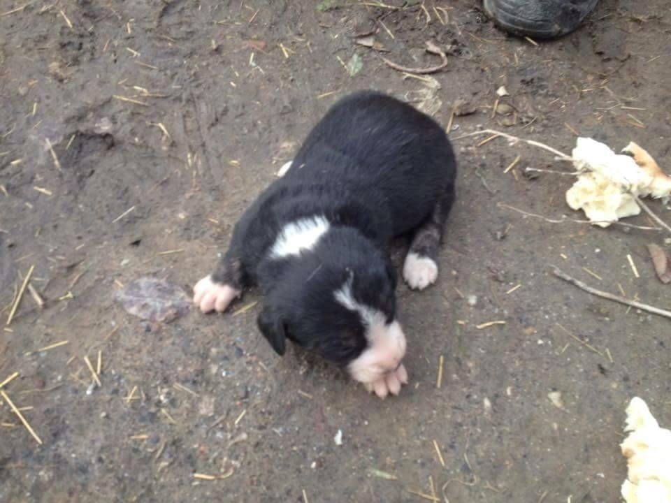 Pitbull