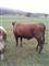 Viq-mashkull-