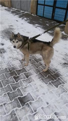 Qen haski