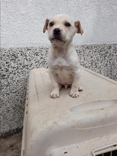 Labrador