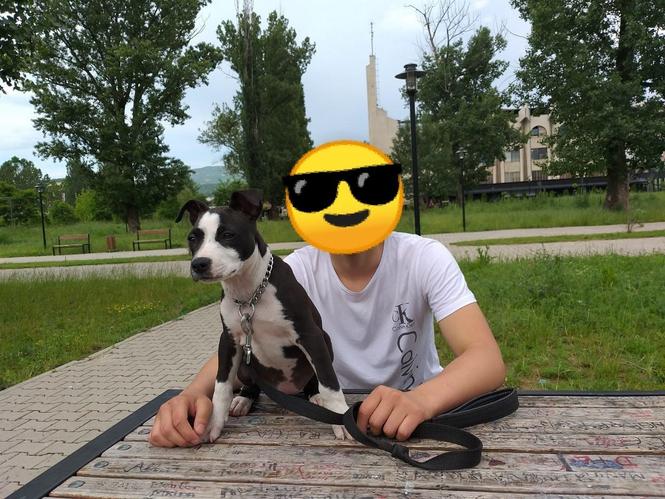 Pitbull