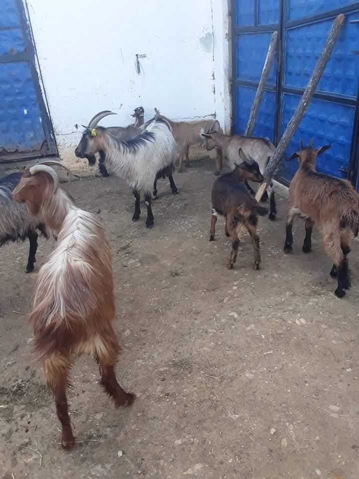 Shiten-dhit-