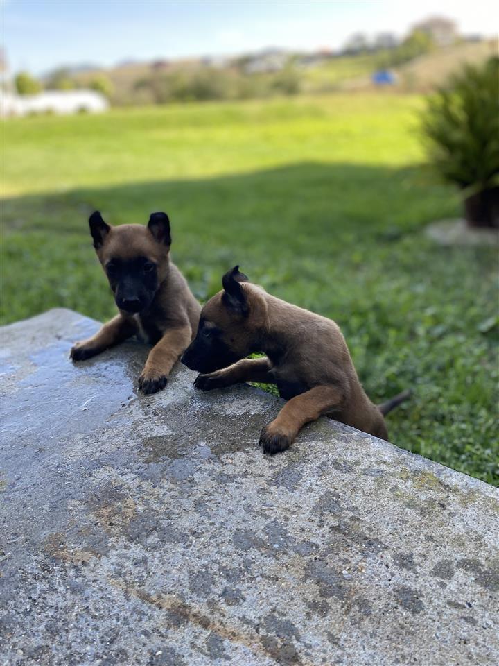 Belg-malinois