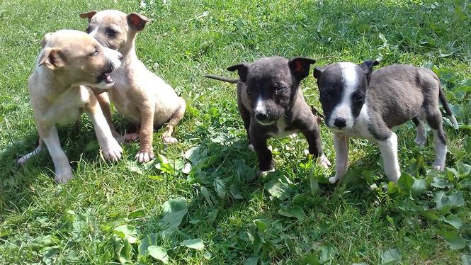 Pitbulla 2M 2F