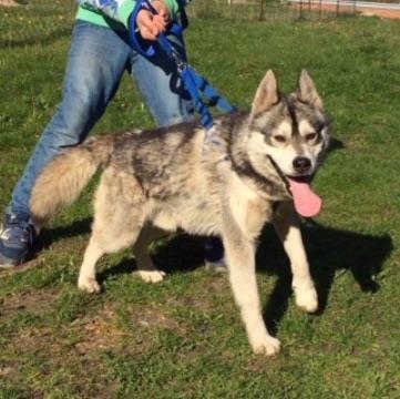 Hasky
