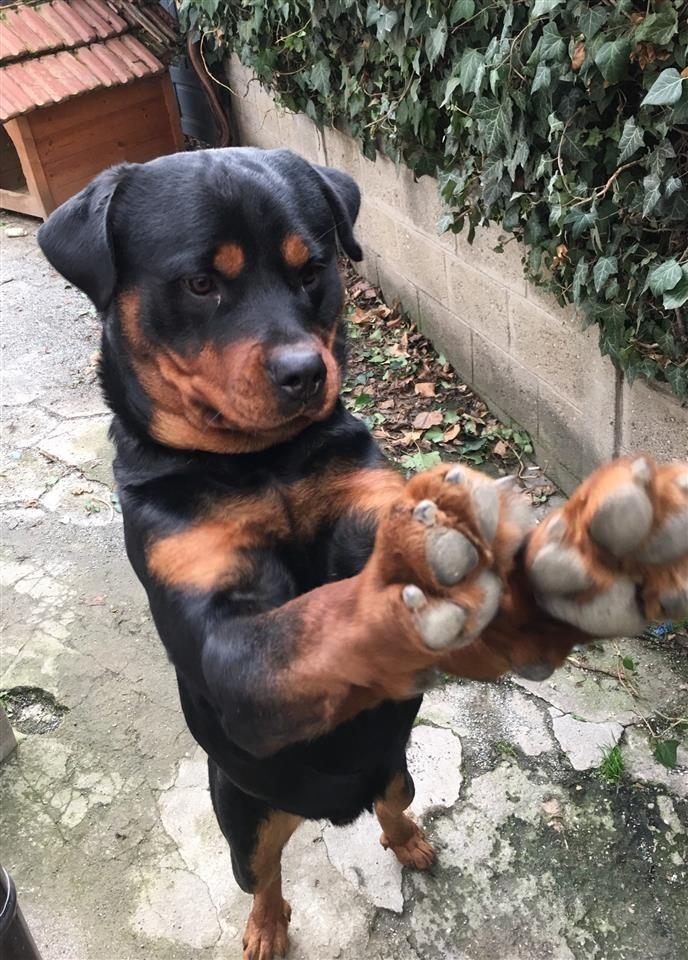Rottweiler