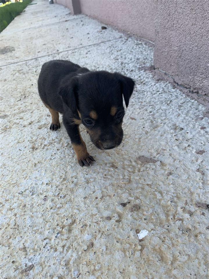 Terrier