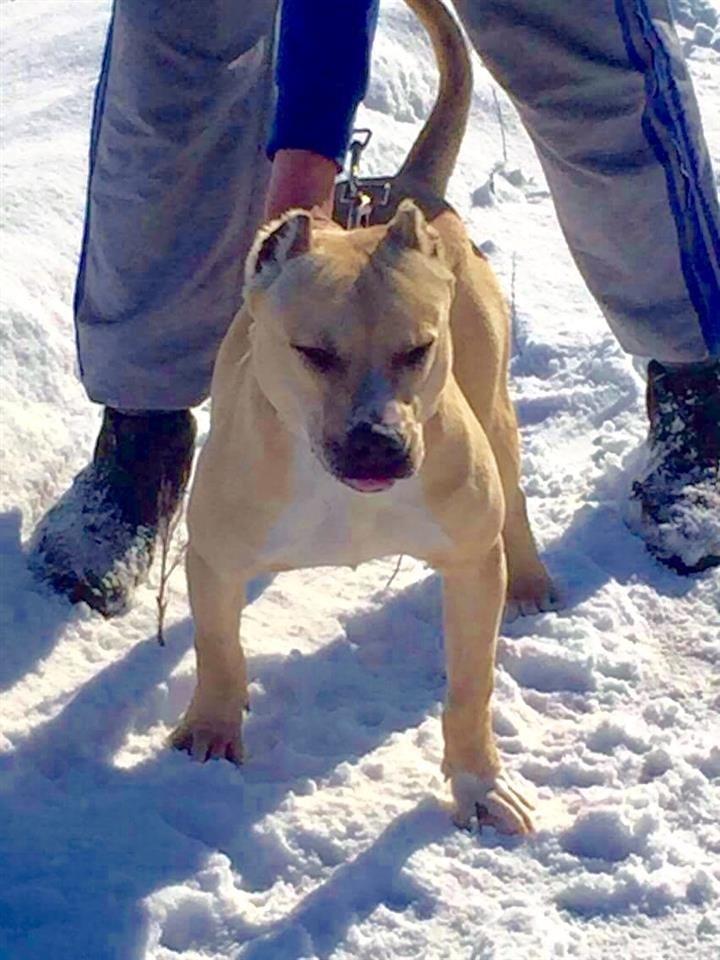 Pitbull