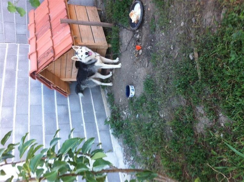hasky