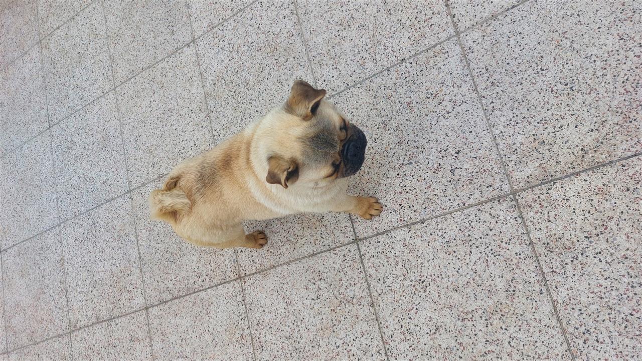 Pug