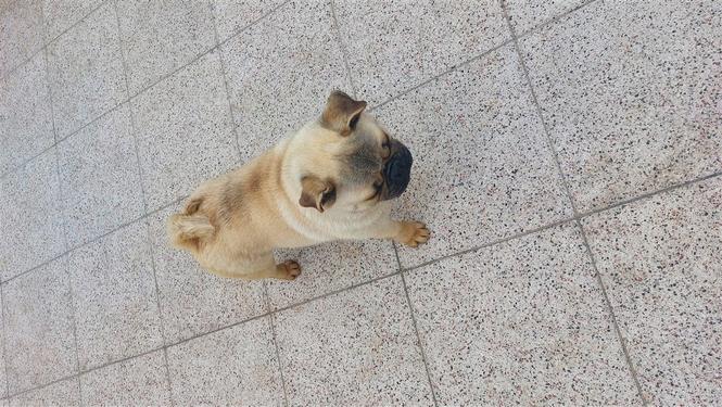 Pug