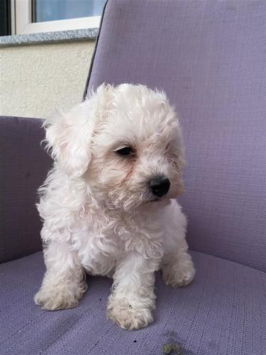Bichon frese