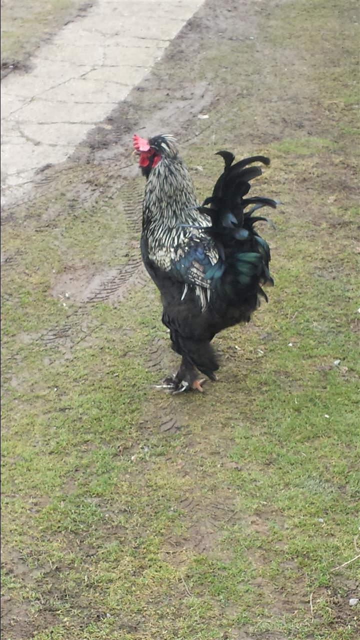 Shiten