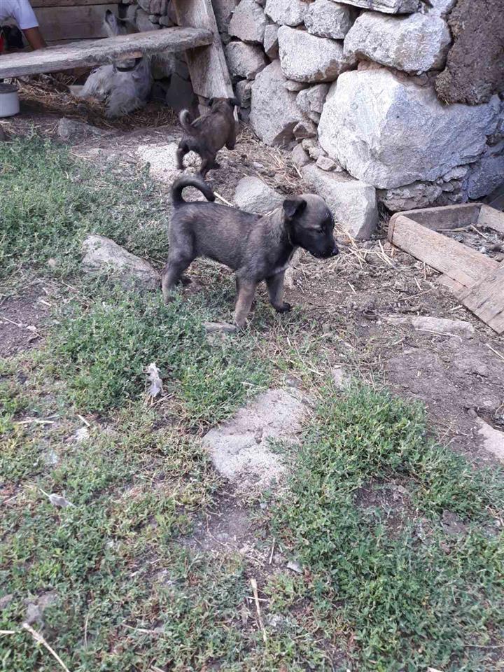 Stenci-Malinoe