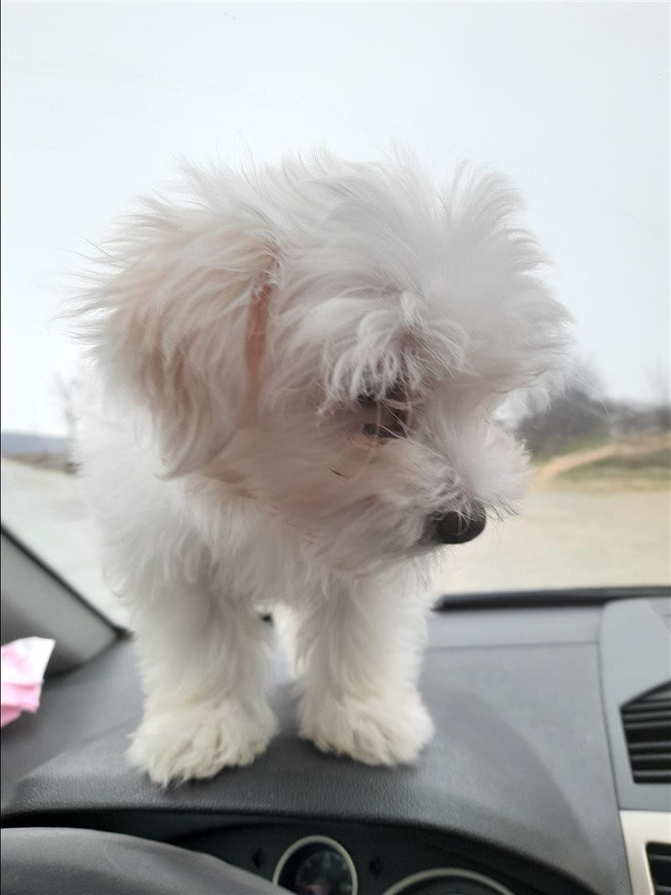 Maltezer