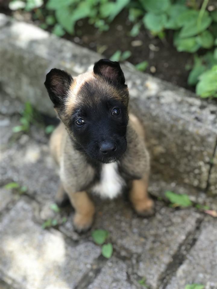 Belgian-Malinois
