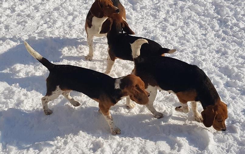 beagles-