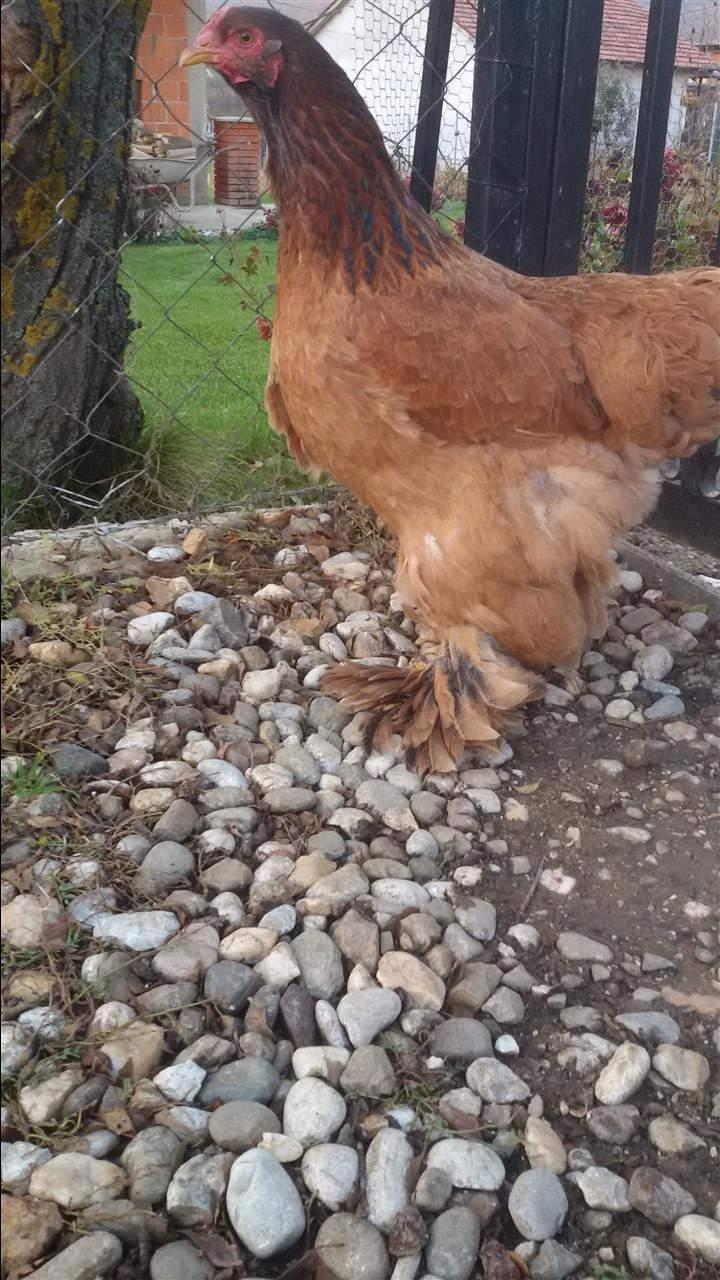 Brahma