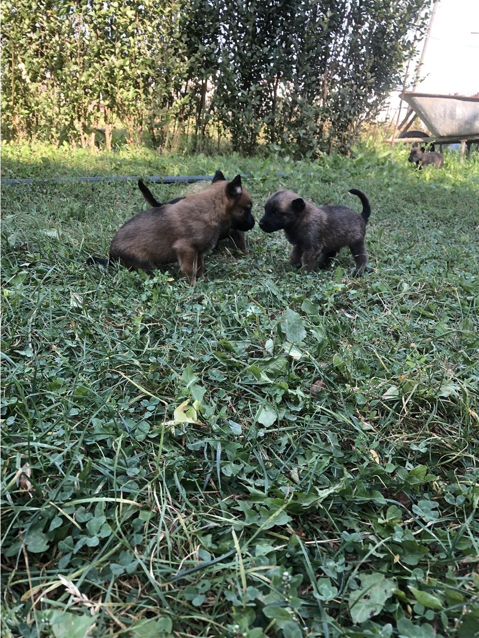 Belg-malinois