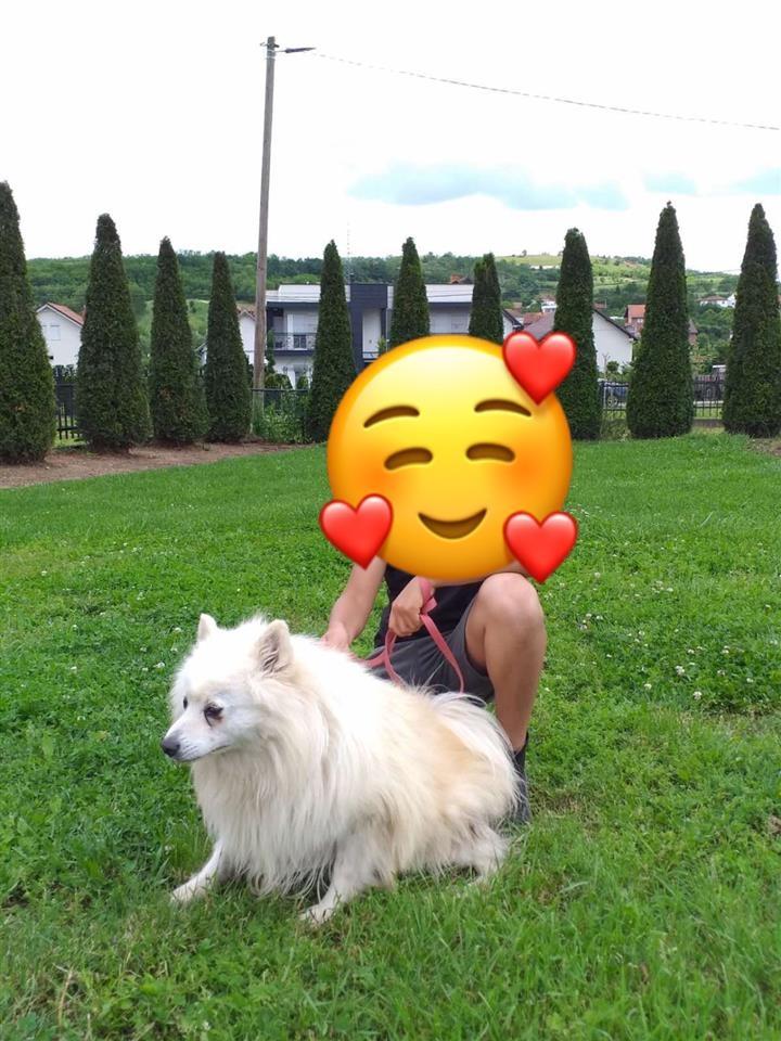Minispitz-Gjerman