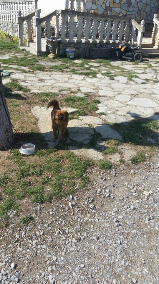Pekinizer