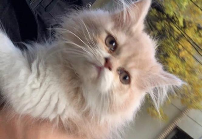 Mac persiane