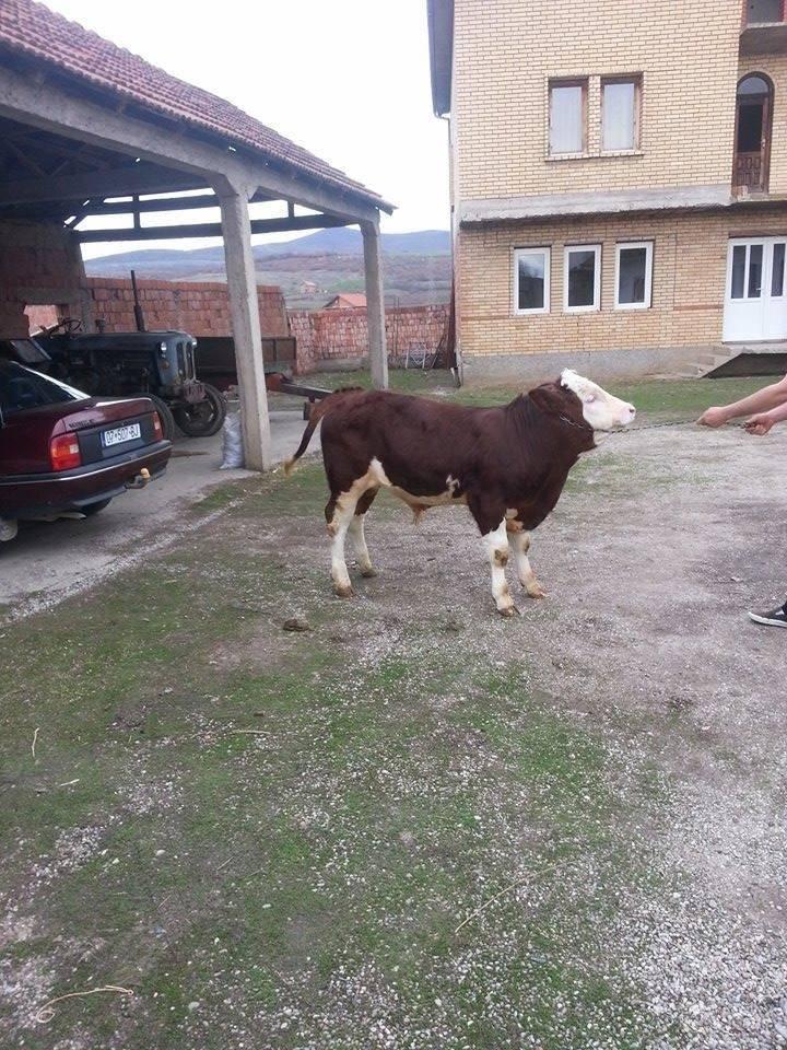 simentalk