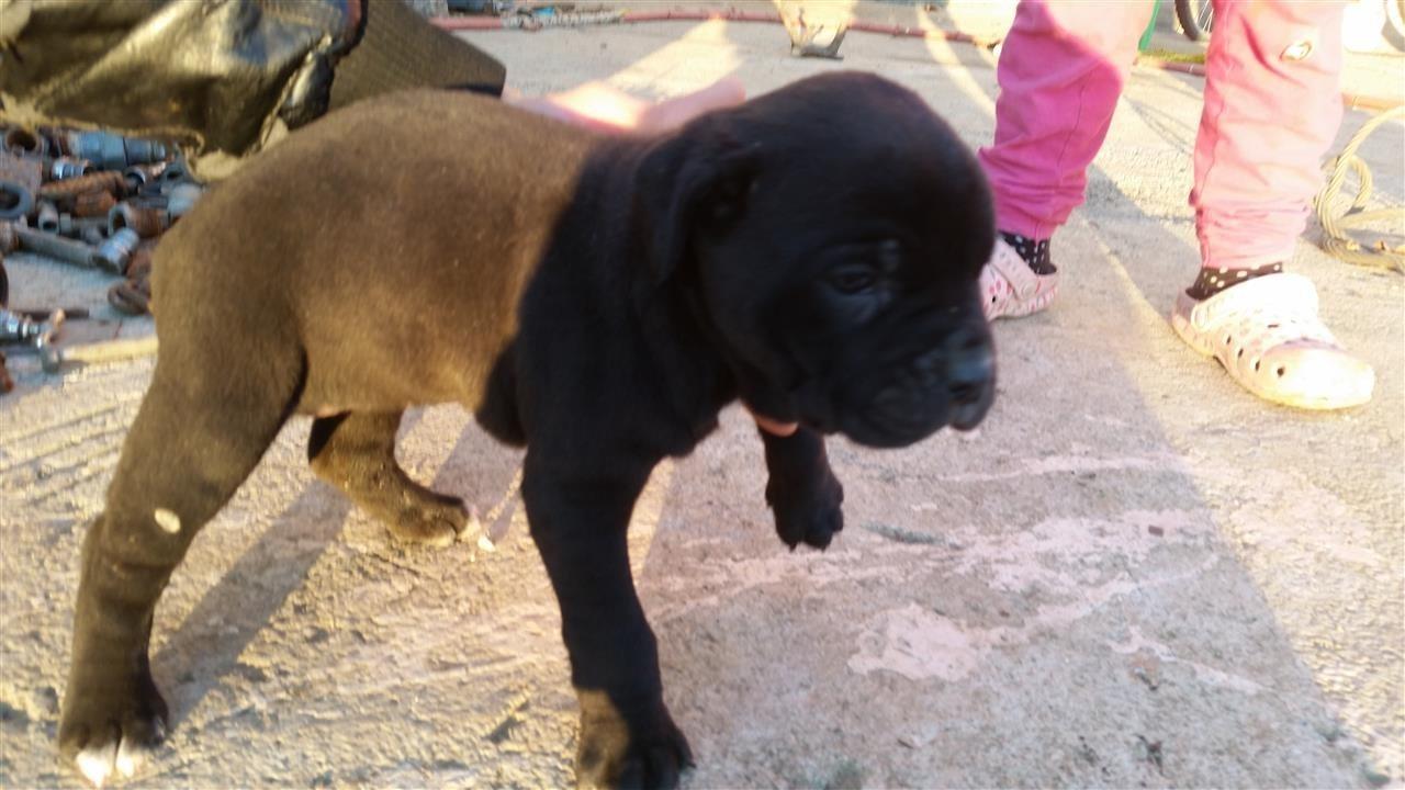 Cane-corso