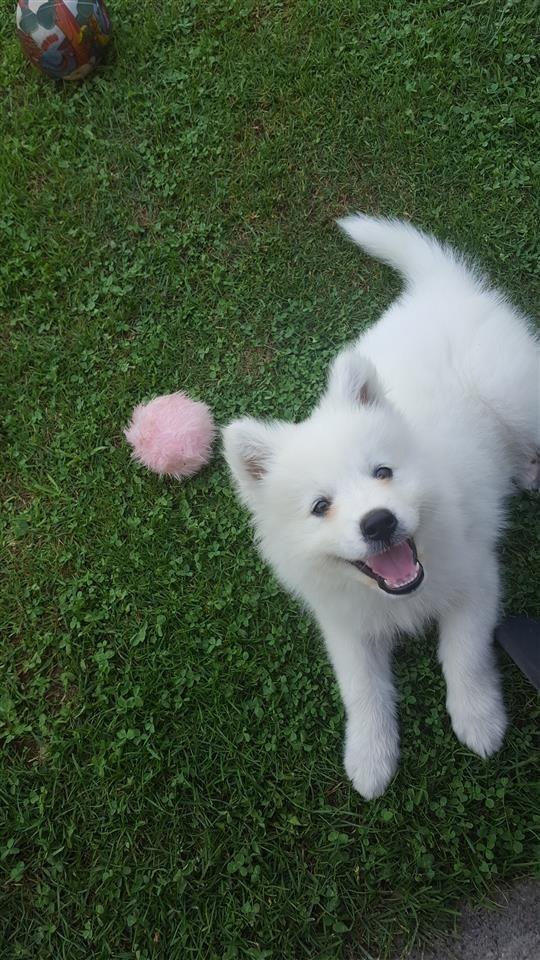 Samoyed--Samojed