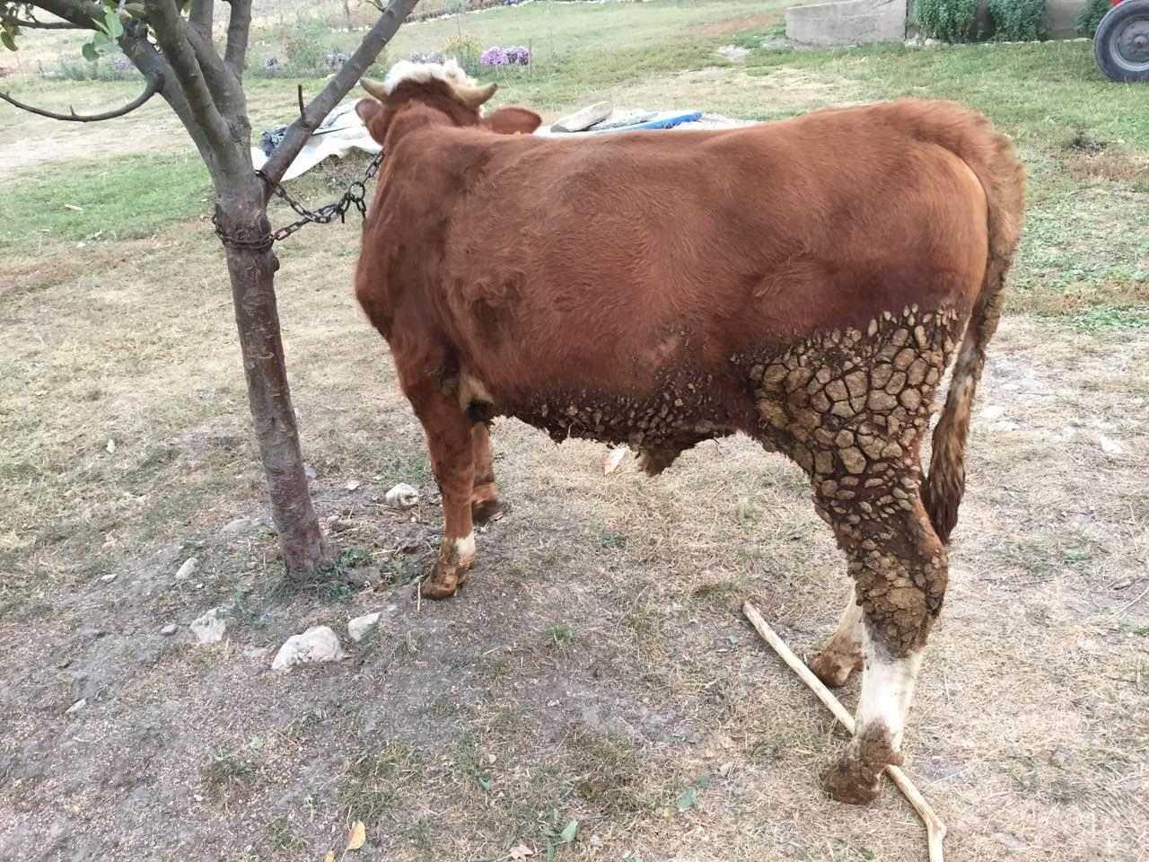 Mzati-