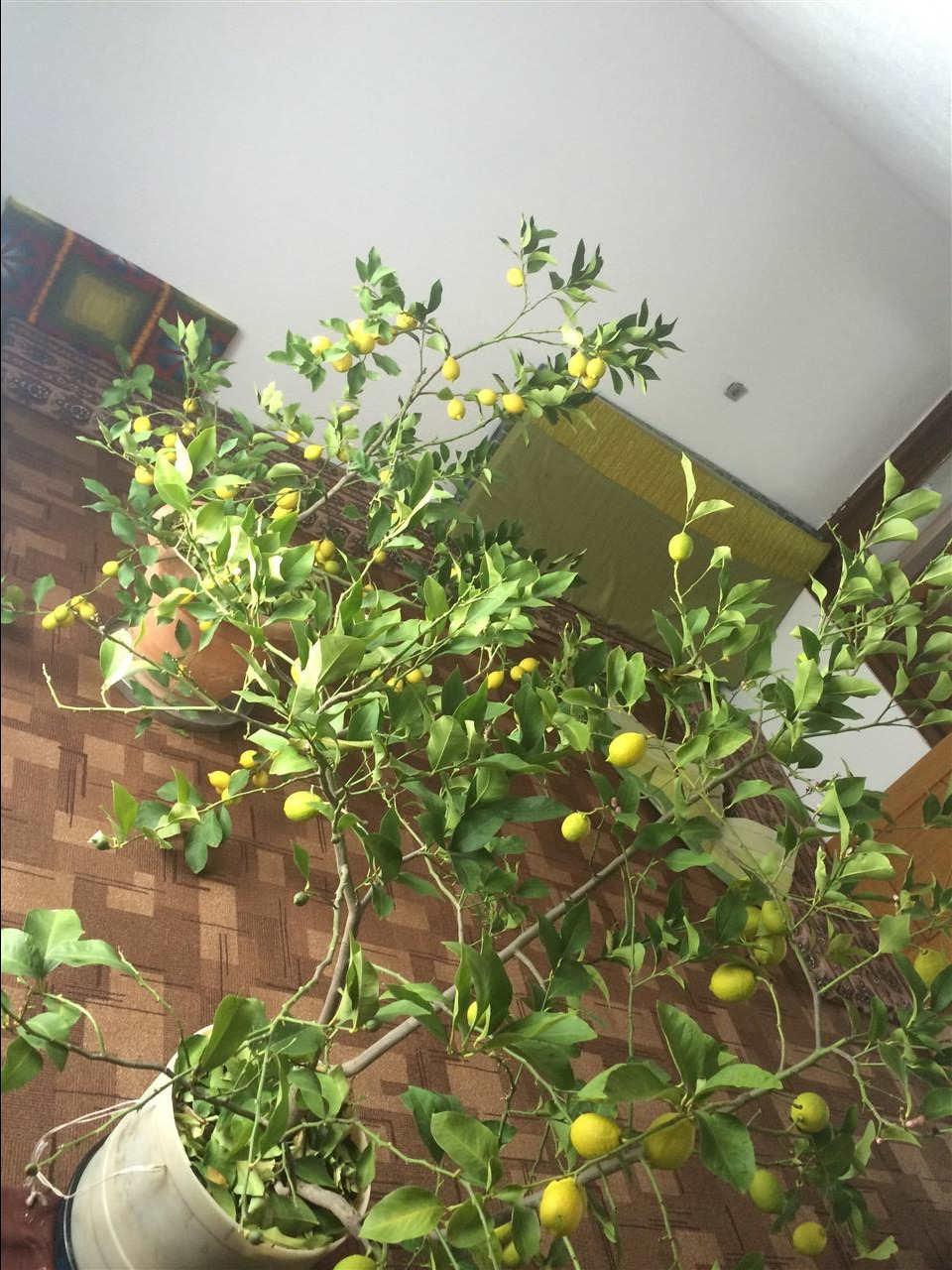 Limonat