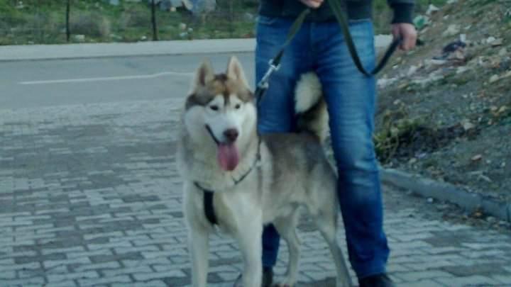 Haski
