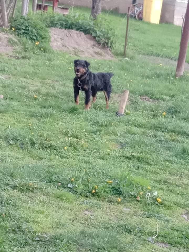 Terrier