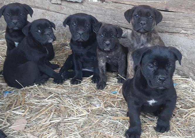 Cane corso