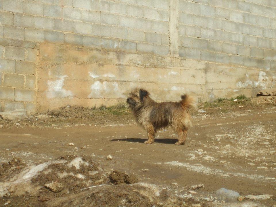 Bubi