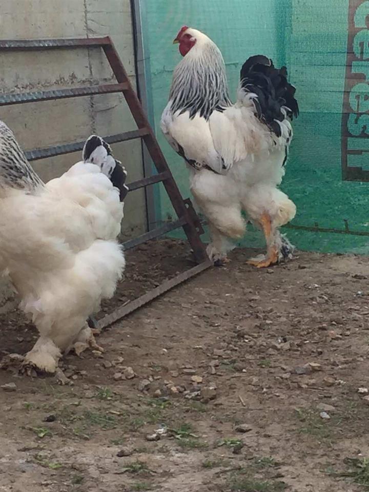 Shitet-Gjeli-Brahma-