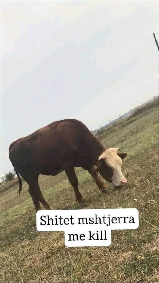Mshtjerra-me-kill-