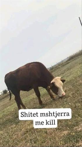 Mshtjerra me kill 