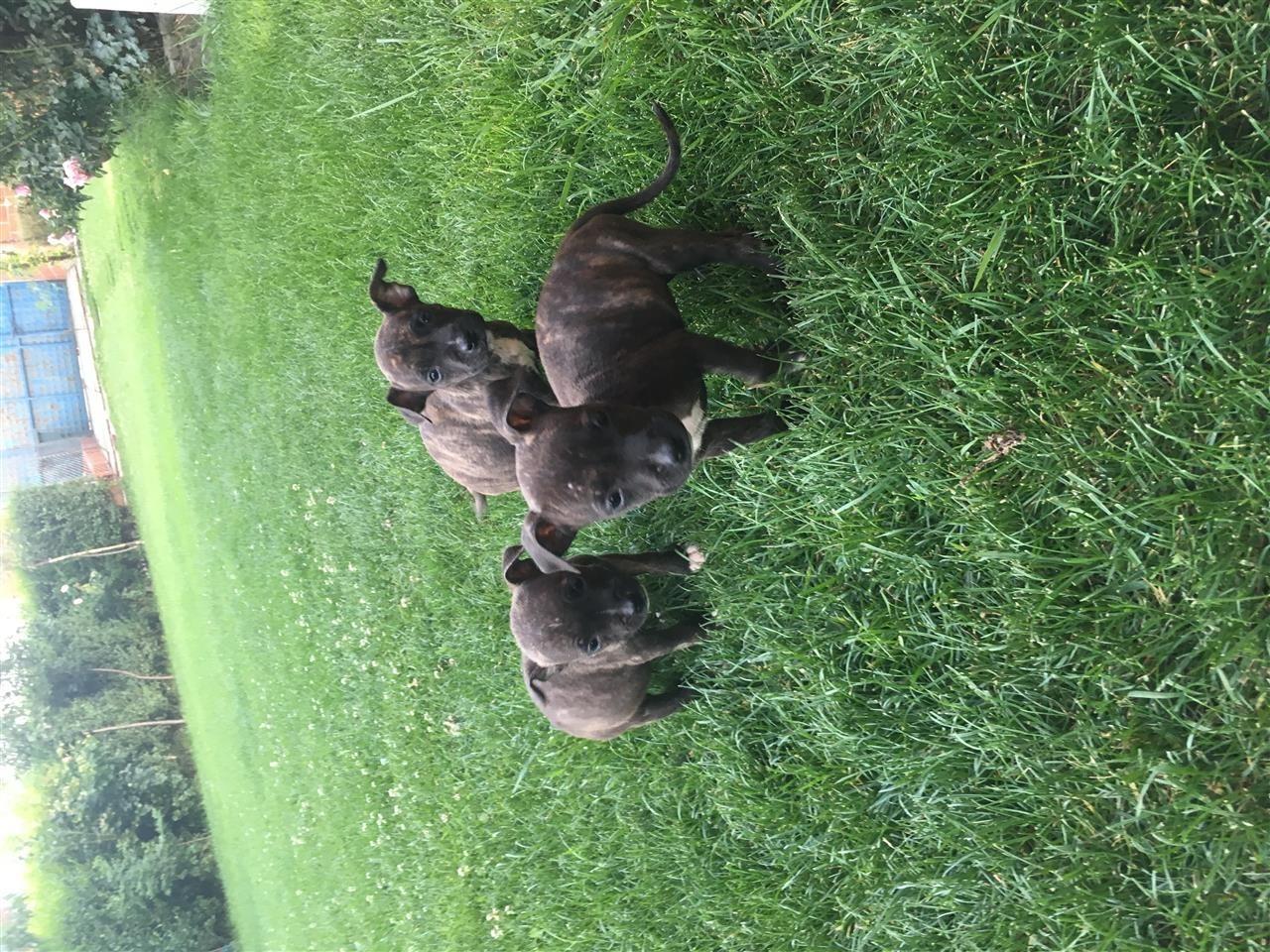 Pitbulla