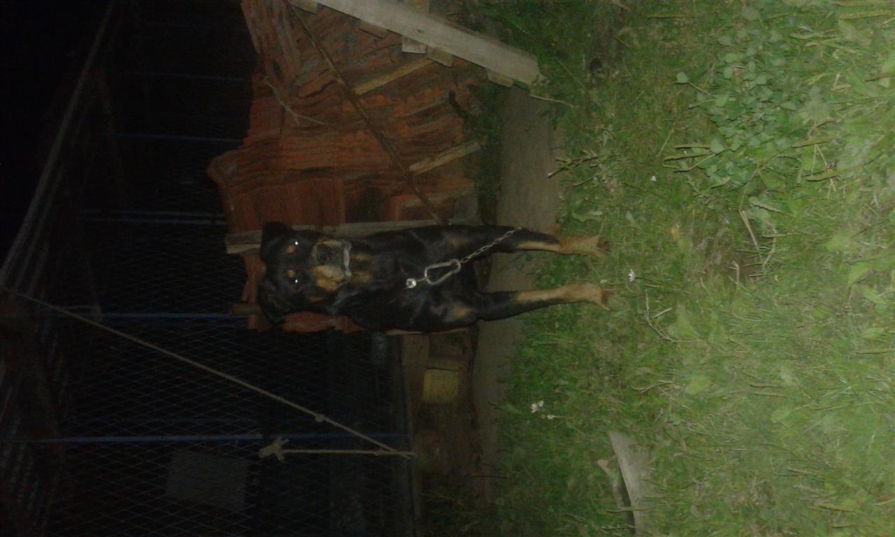 ROTWAILER
