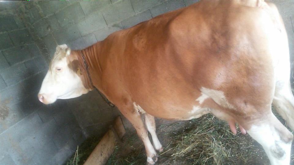 Lope-