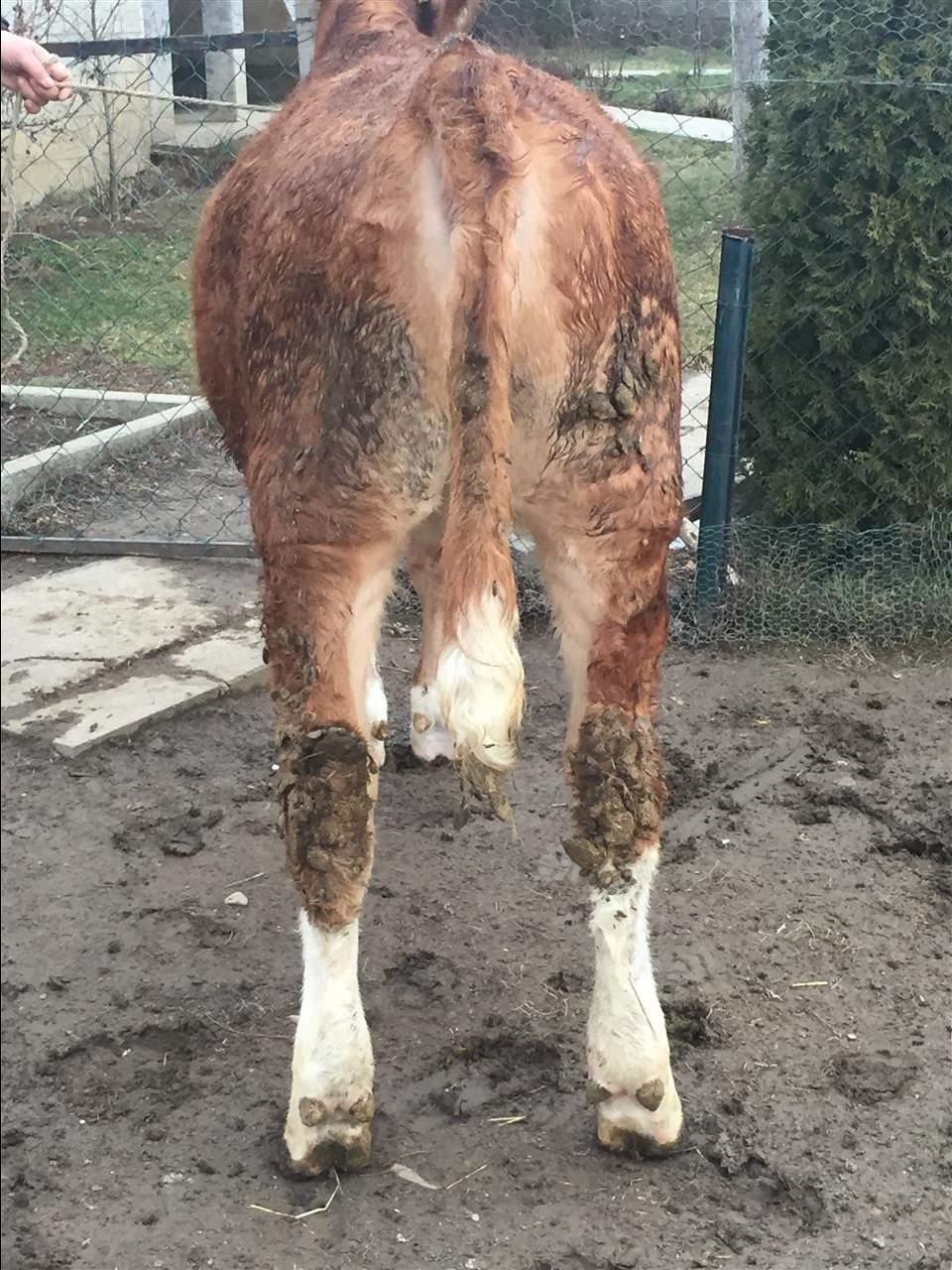 Mshtjerr